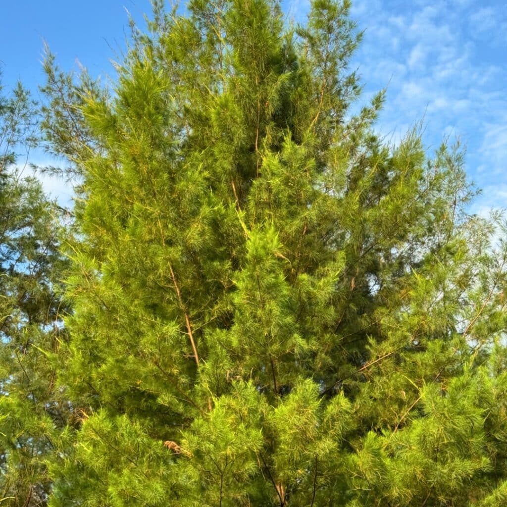 Eastern Red Cedar