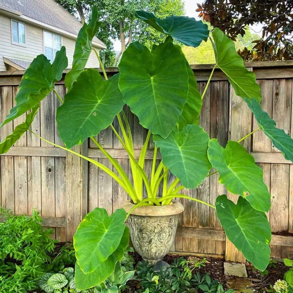 Elephant Ear plant