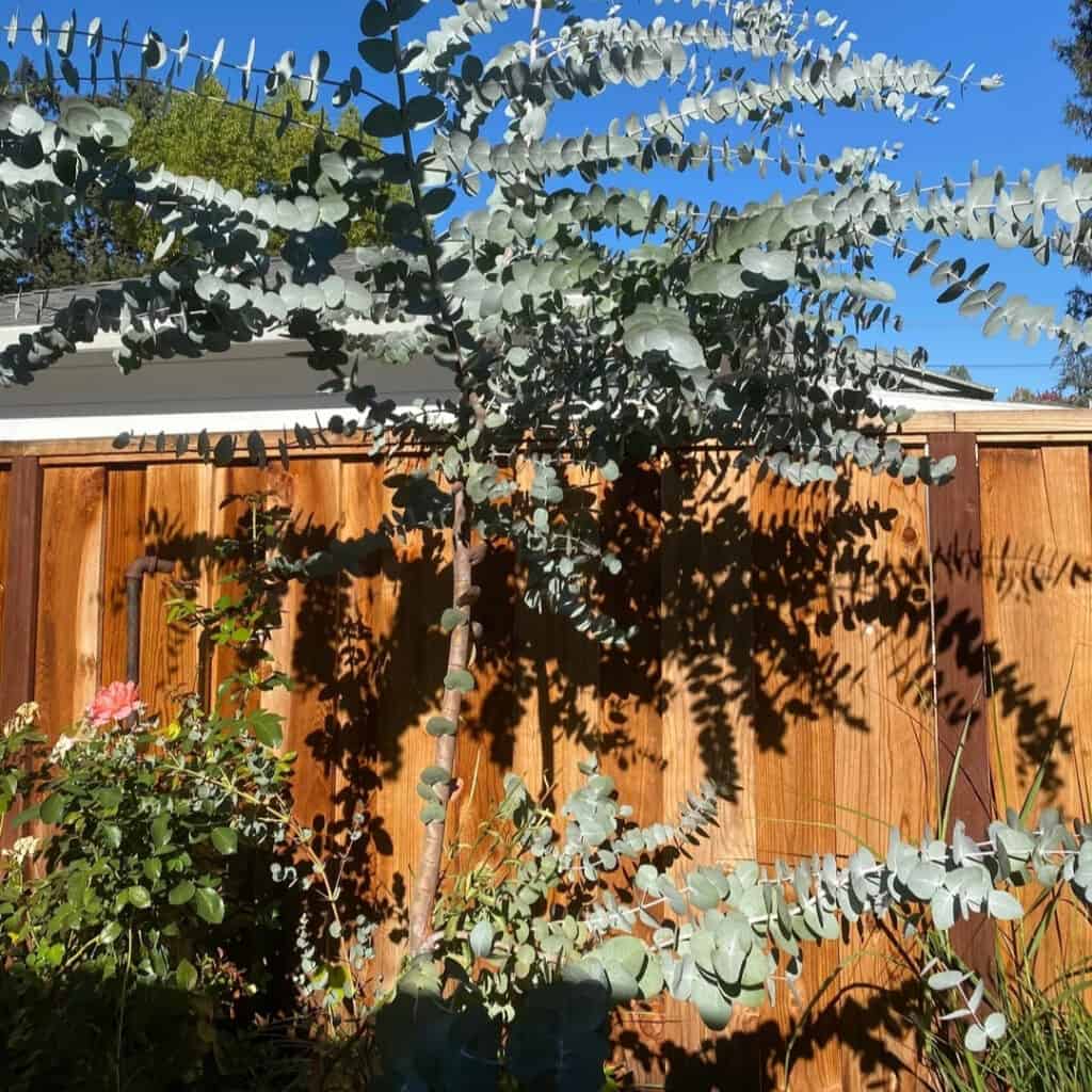 Eucalyptus Gunnii or Cider Gum