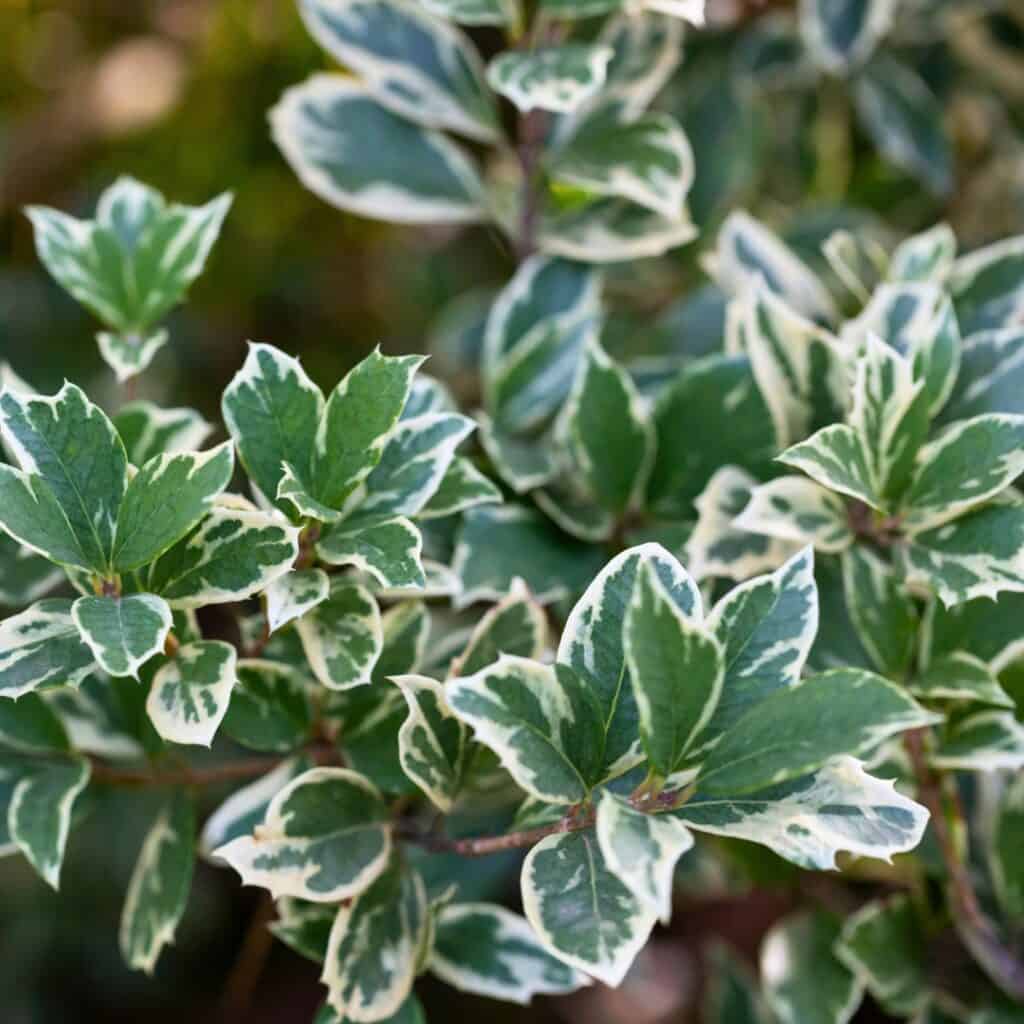 Euonymus Emerald Gaiety