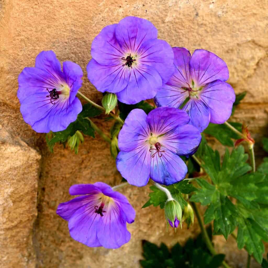 Geranium Rozanne