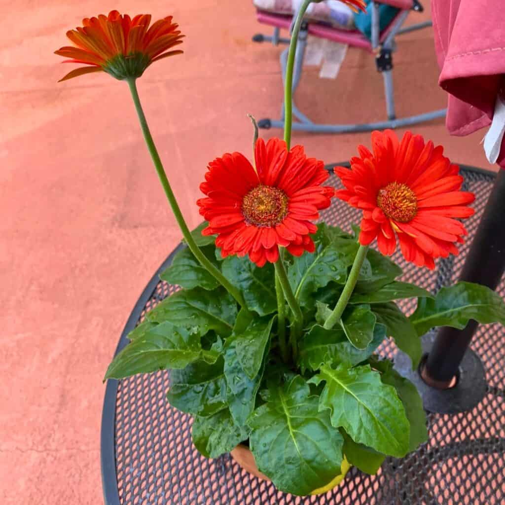Gerbera Daisies