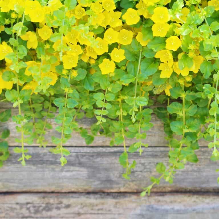 Creeping Jenny Deer Resistant