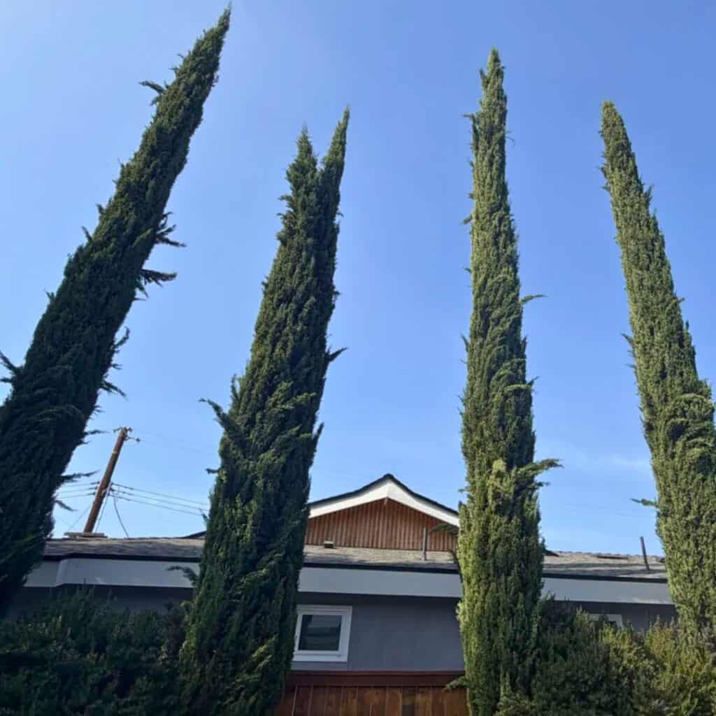 Italian Cypress