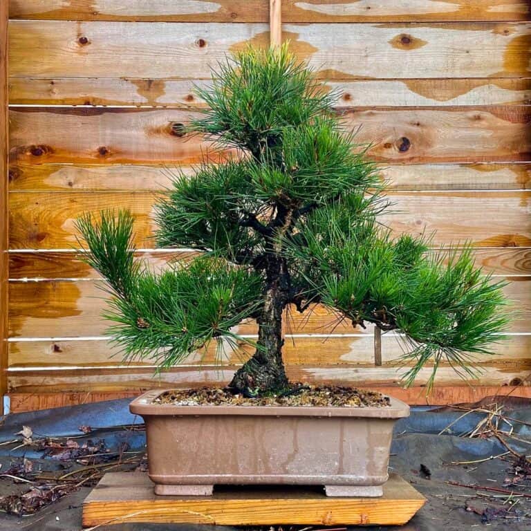 11 Stunning Potted Trees For Small Patios
