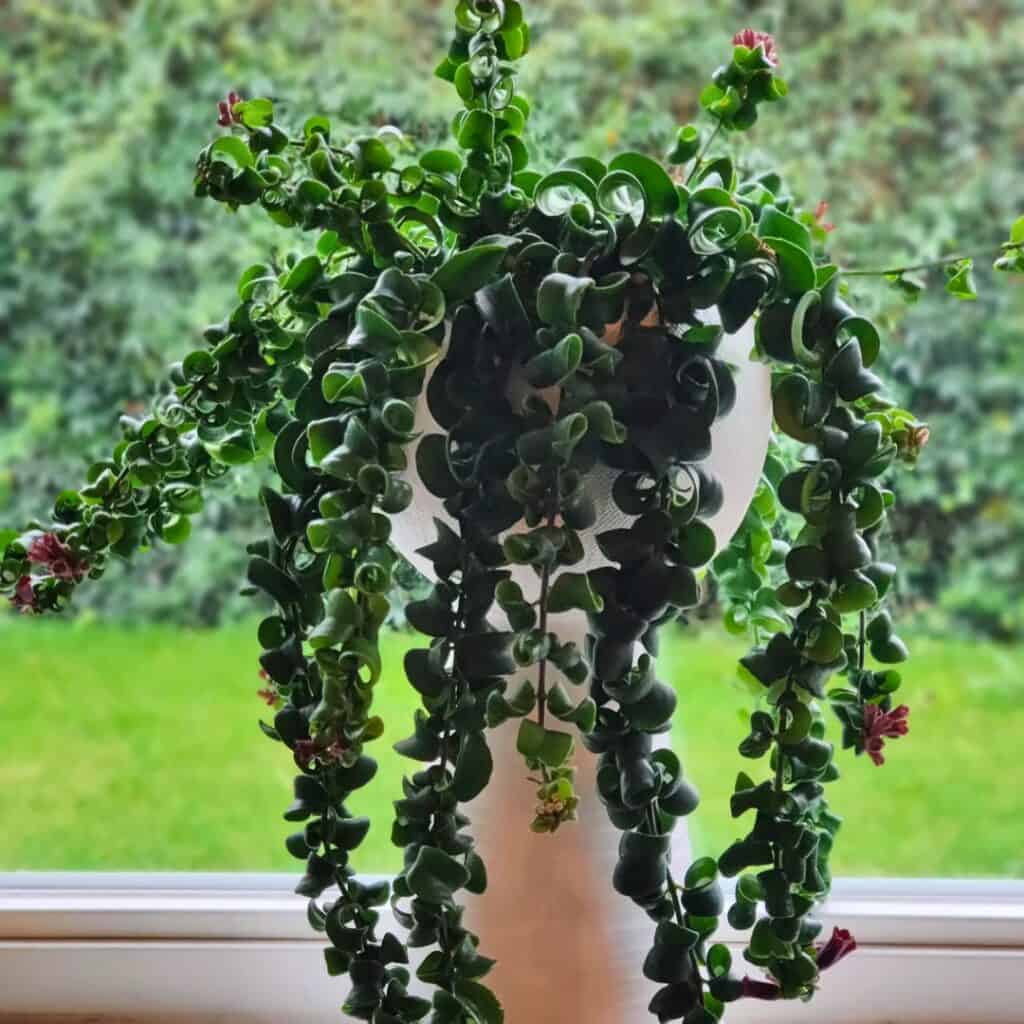 Lipstick Plant Aeschynanthus Radicans