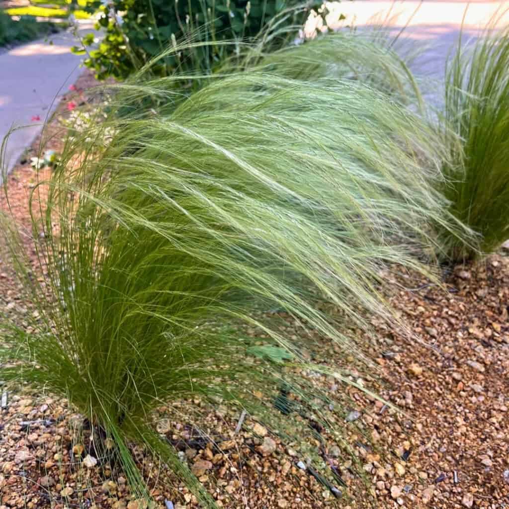 Mexican Feather Grass