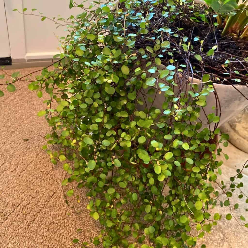 Muehlenbeckia Creeping Wire Vine