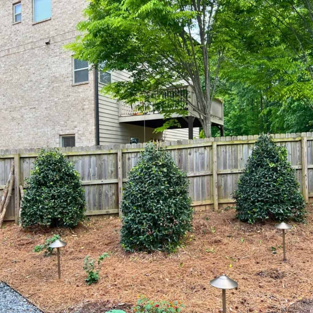 Nellie R. Stevens Holly