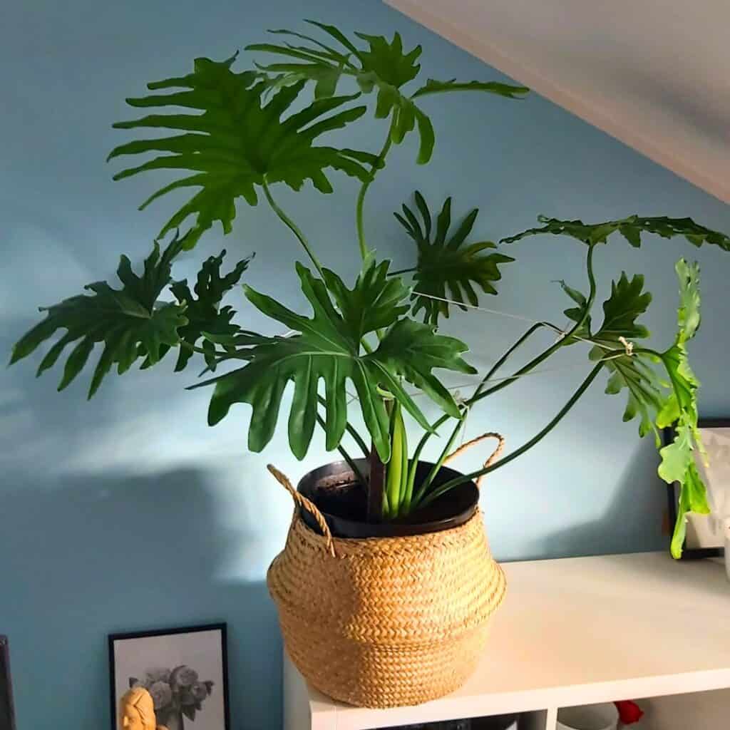 Philodendron Selloum