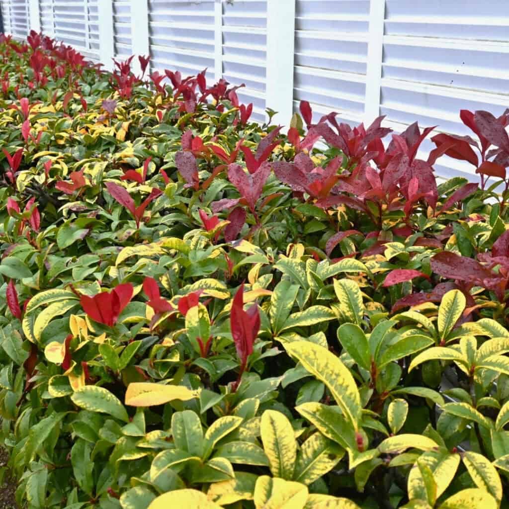 Photinia
