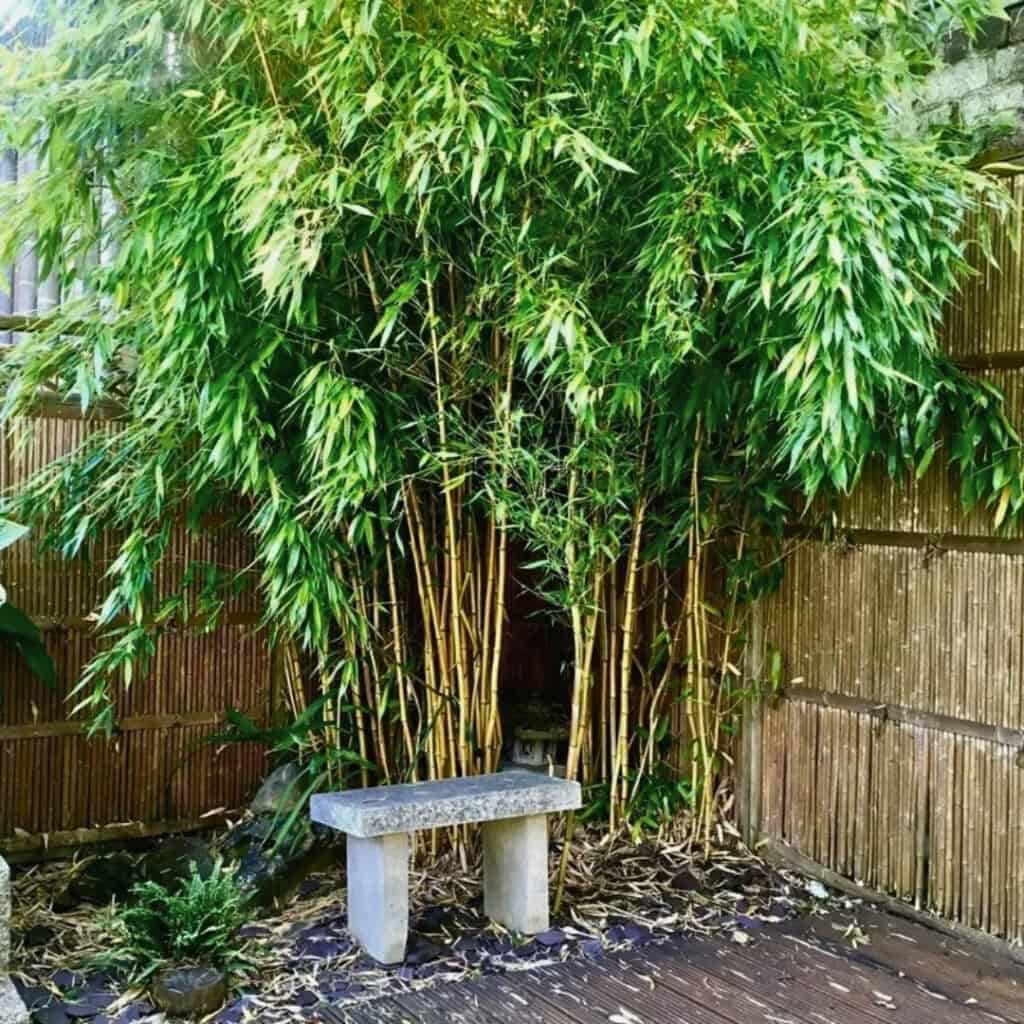Phyllostachys aurea or Golden Bamboo