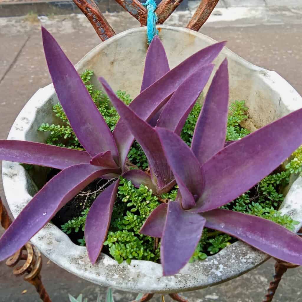 Purple Heart Tradescantia pallida