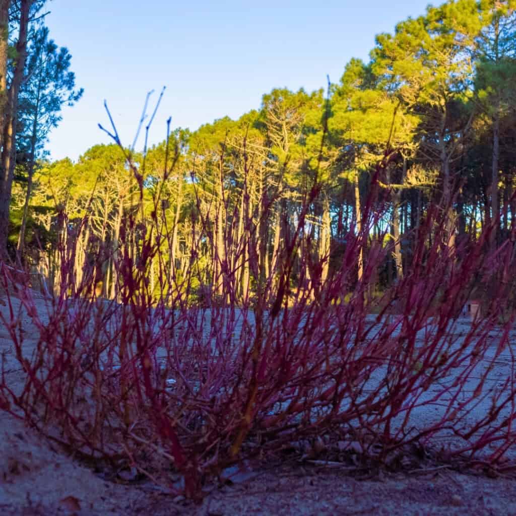 Red Twig Dogwood