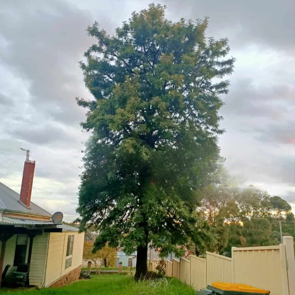 Silky Oak