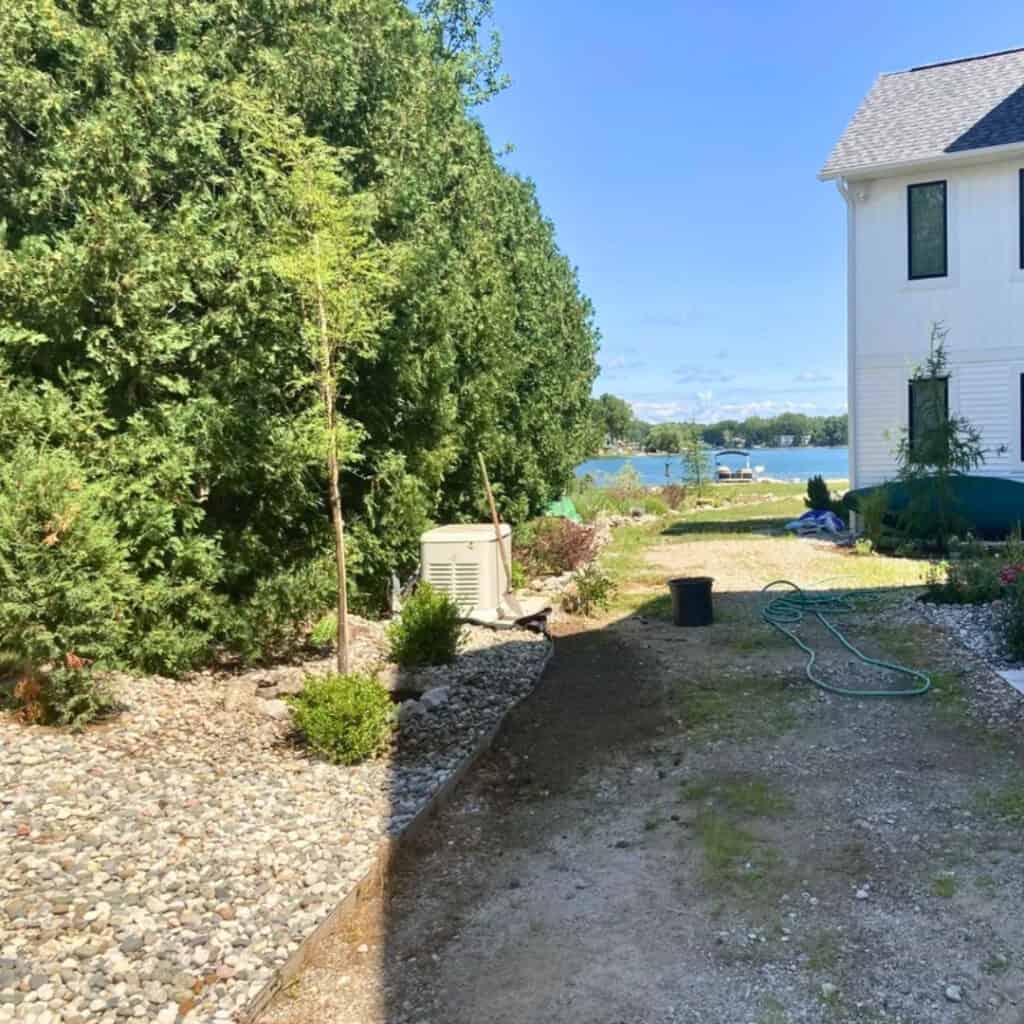Skyline Honey Locust