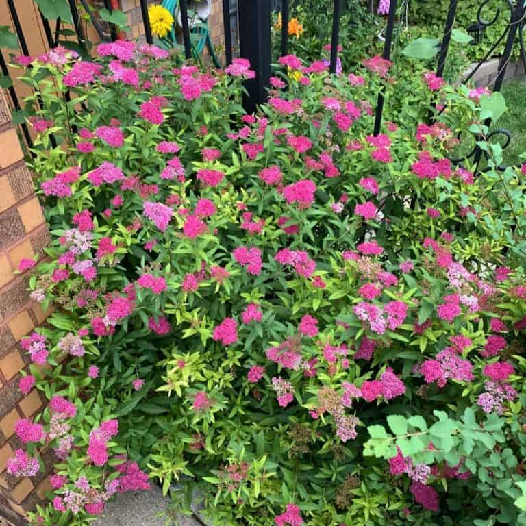 25 Best Fence Plants For Privacy & Style