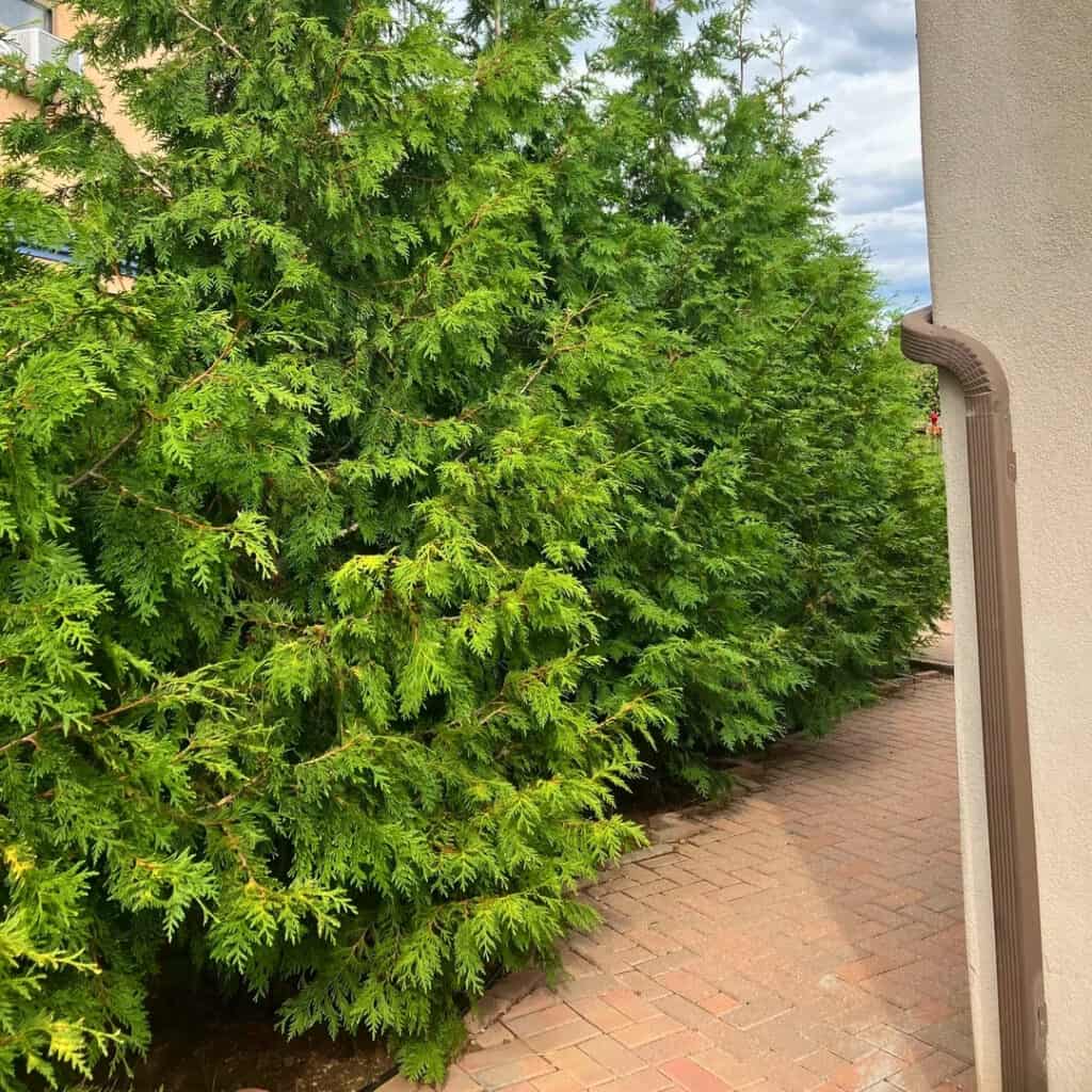 Thuja Green Giant