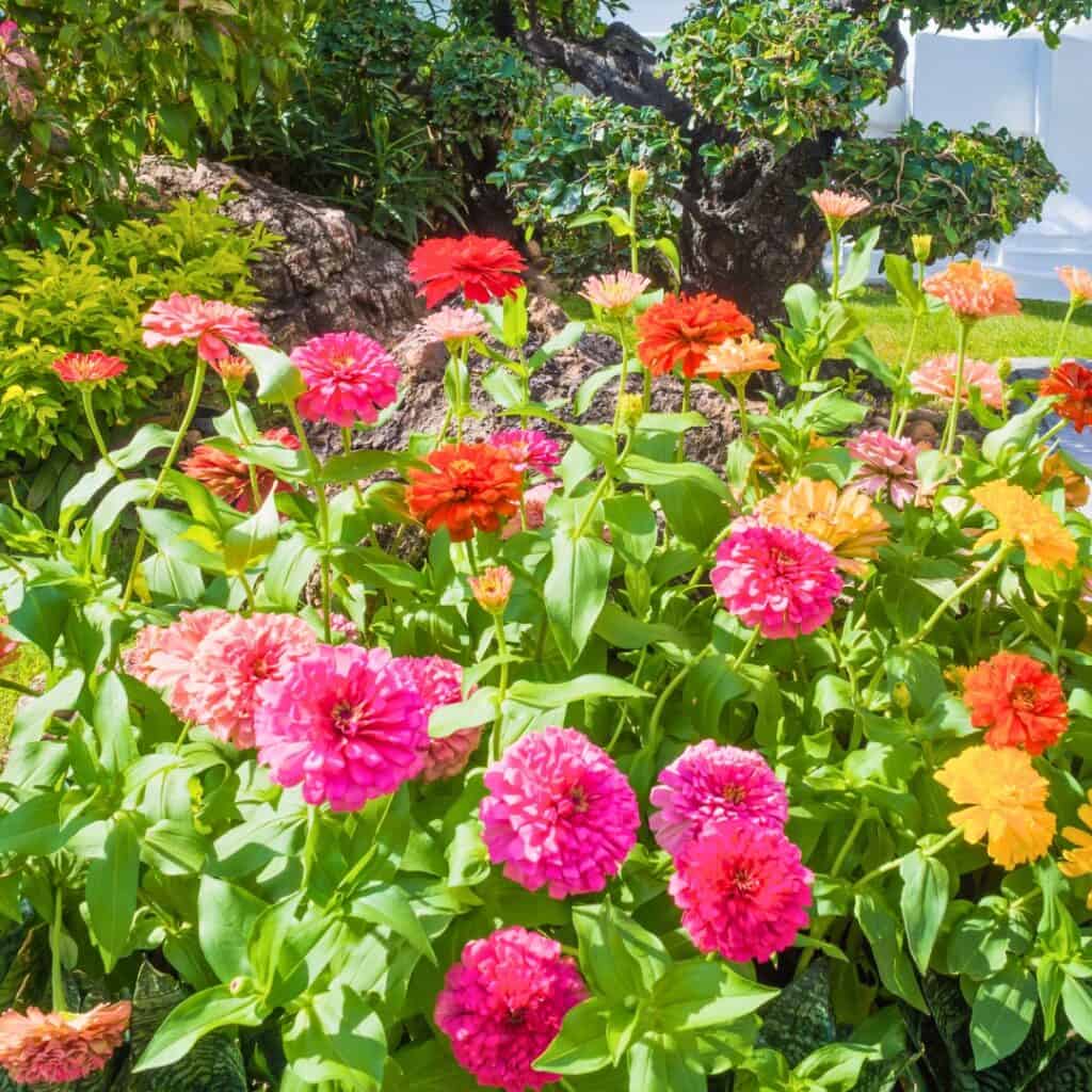 Zinnias