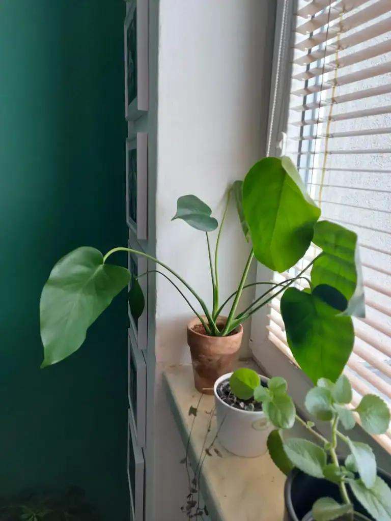 Monstera Leaves Arent Fenestrating 2