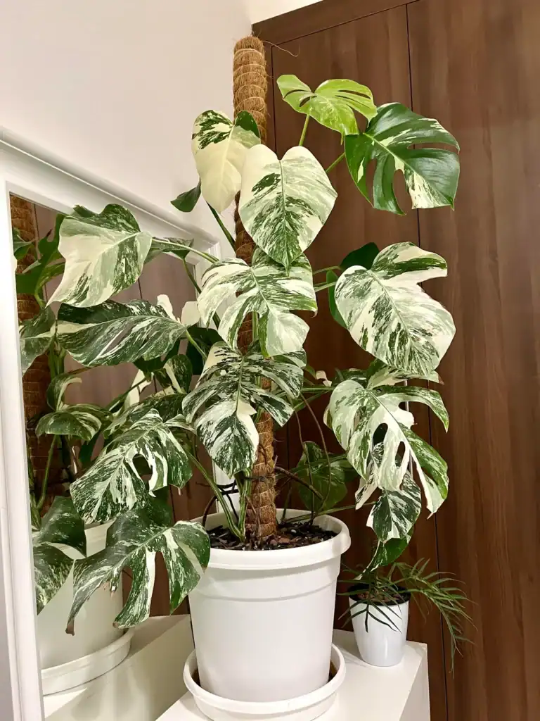 Monstera Leaves Arent Fenestrating 3