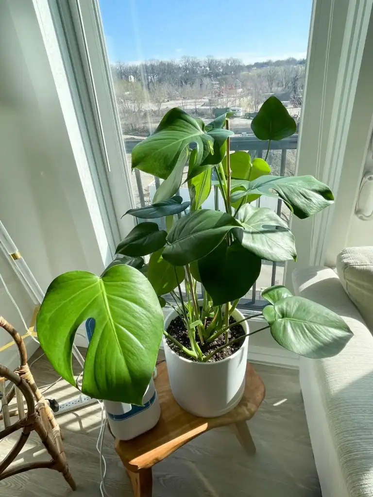 Monstera Leaves Arent Fenestrating 4