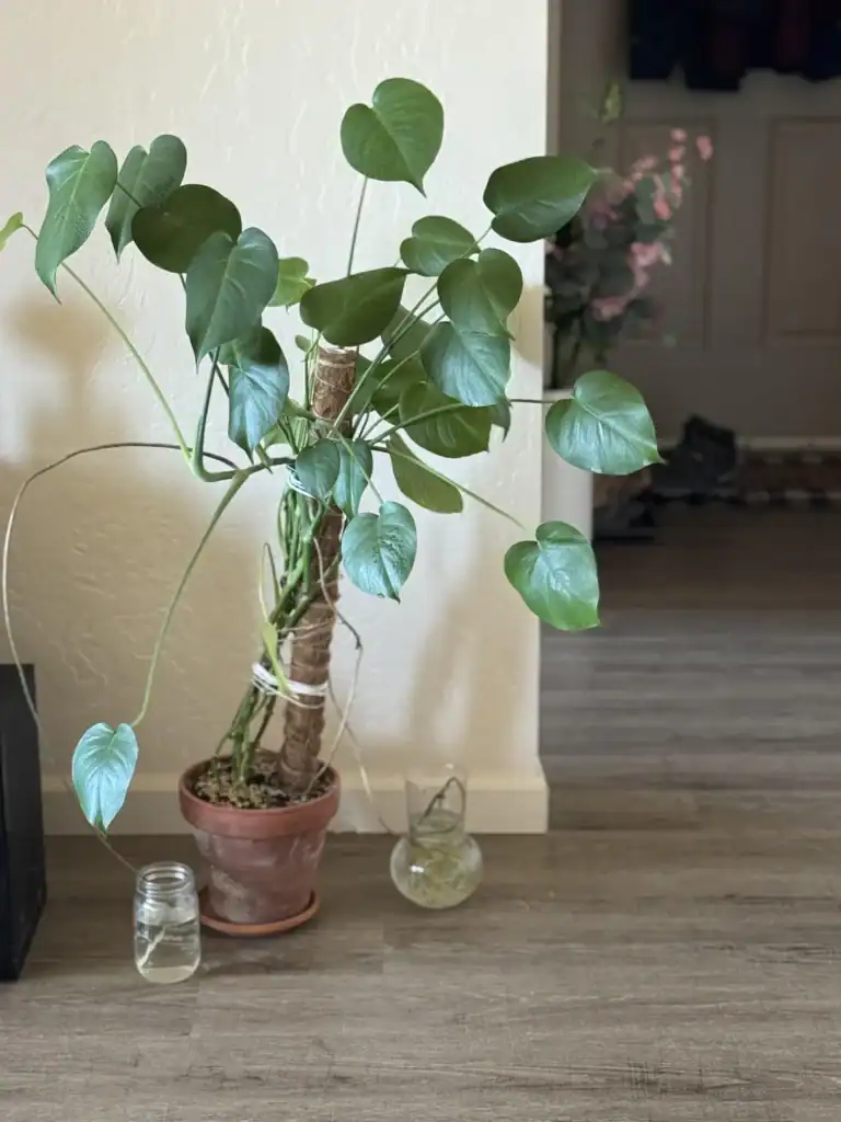 Monstera Leaves Arent Fenestrating