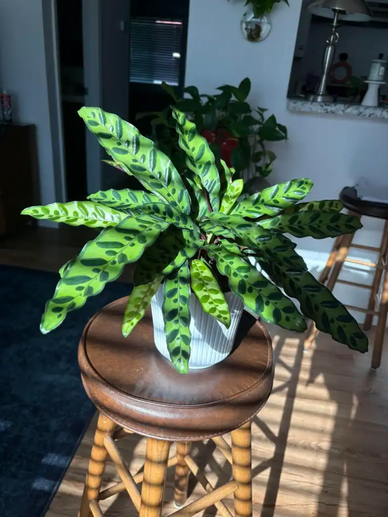 Rattlesnake Plant Calathea lancifolia 2