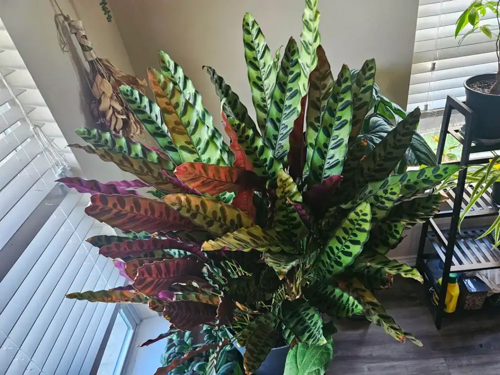 Rattlesnake Plant Calathea lancifolia 3