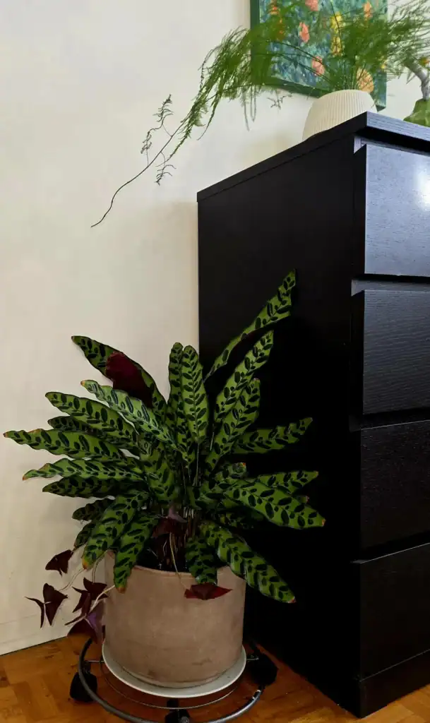 Rattlesnake Plant Calathea lancifolia