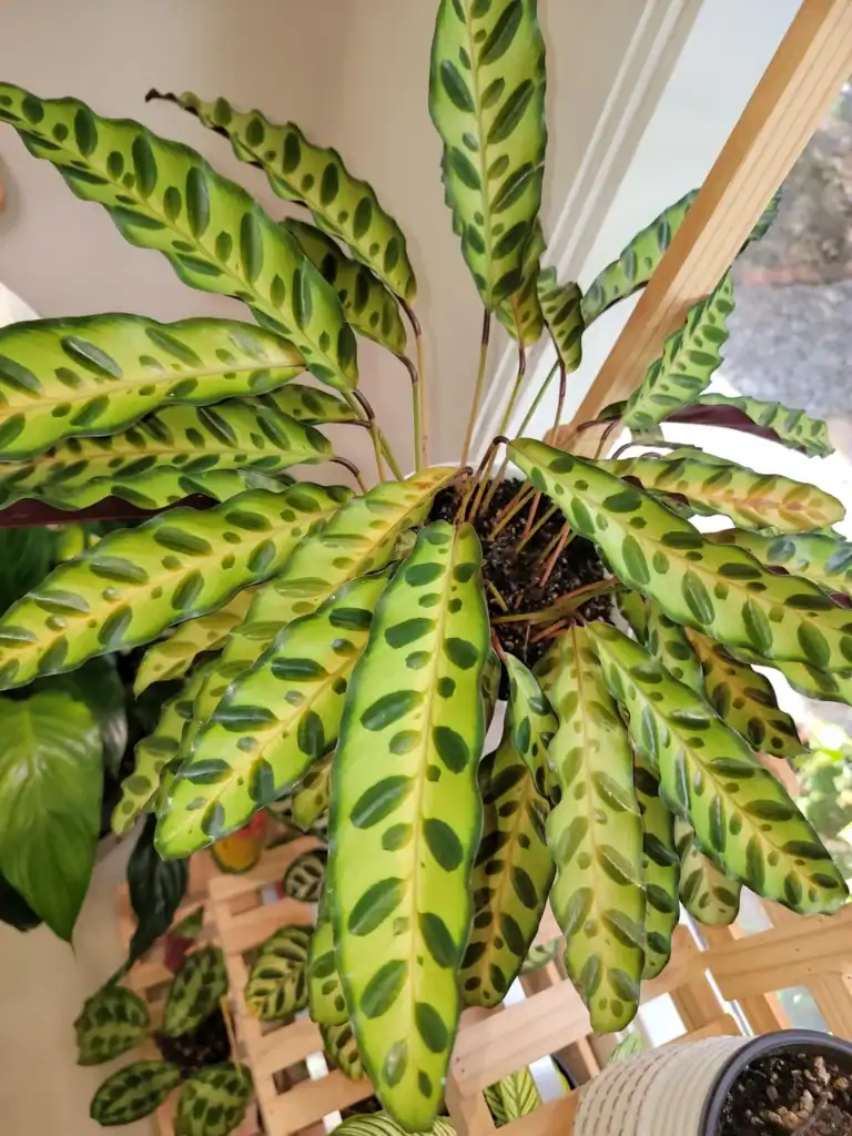 Rattlesnake Plant Calathea lancifolia yellowing
