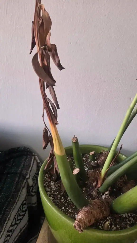 ZZ Plant Dead Stem 2