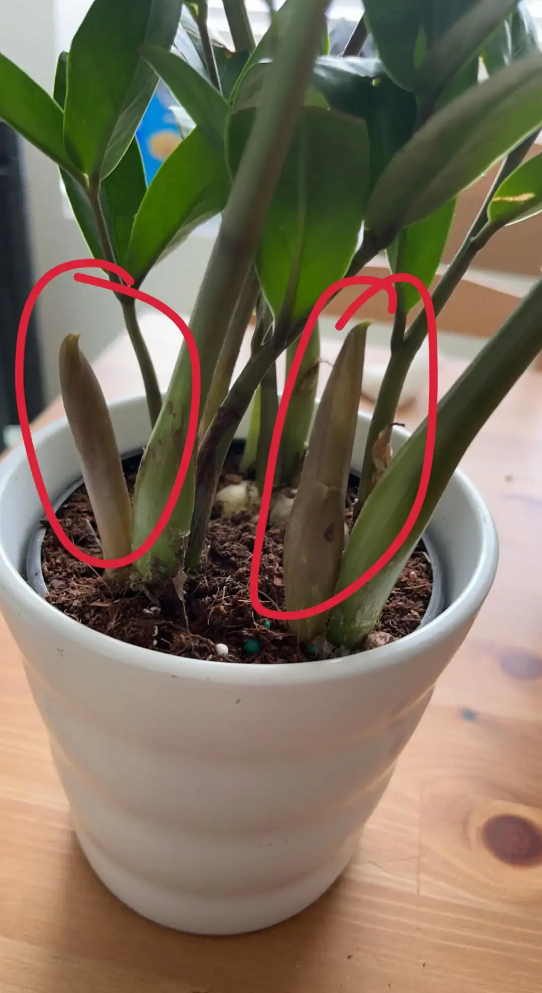 What To Do With Dead ZZ Plant Stems?  Simplify Plants