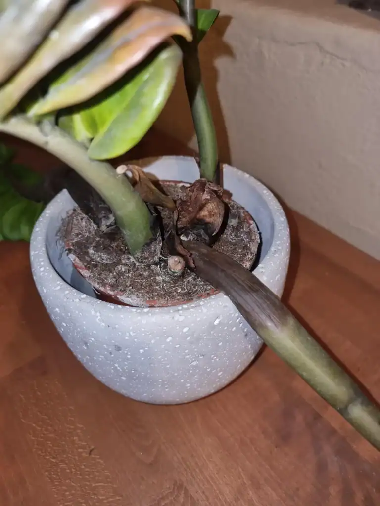 ZZ Plant Mushy Stem 2