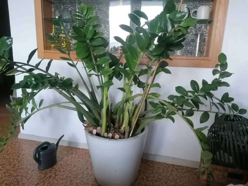 ZZ Plant falling over 3