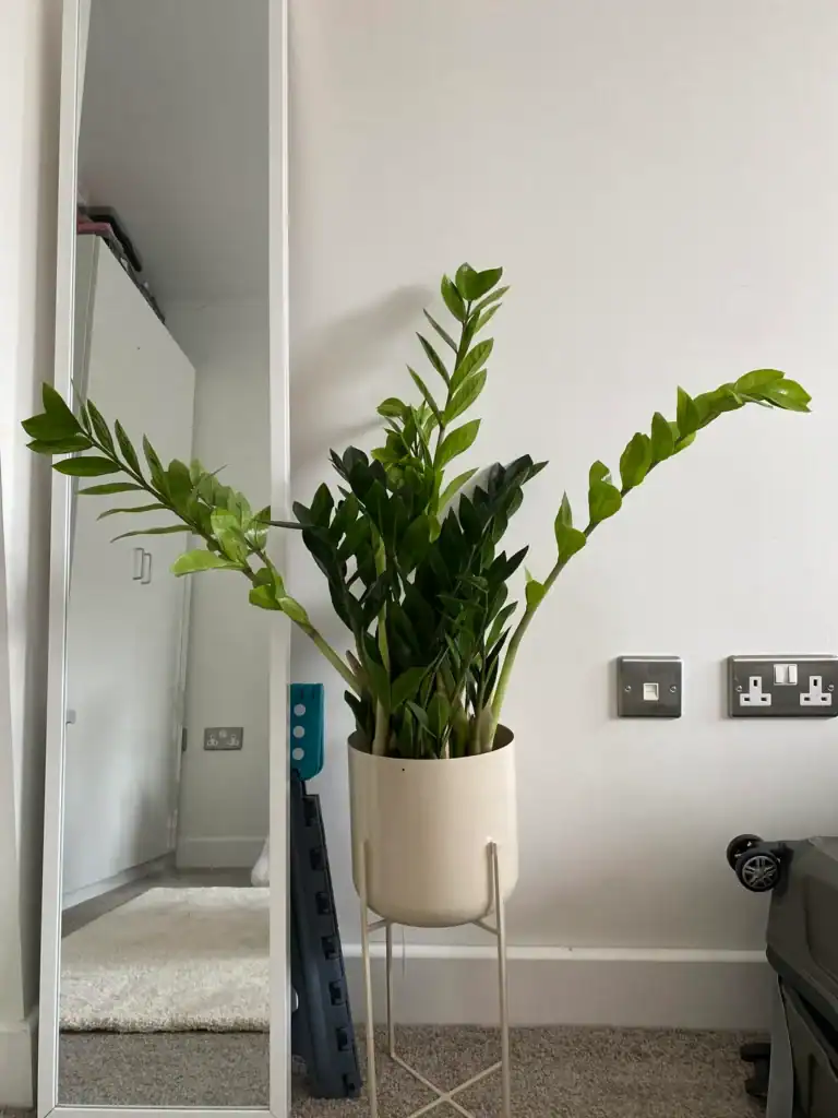 ZZ Plant falling over