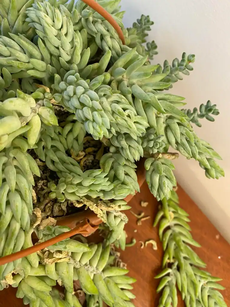 burros tail 5