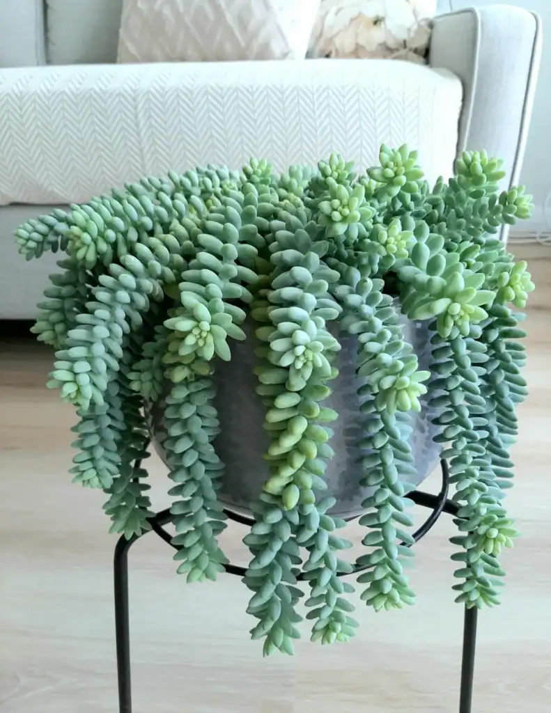 burros tail 7