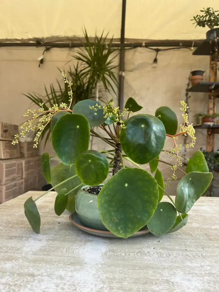 Pilea flowering 3