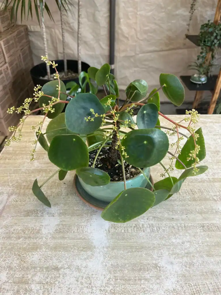 Pilea flowering 4