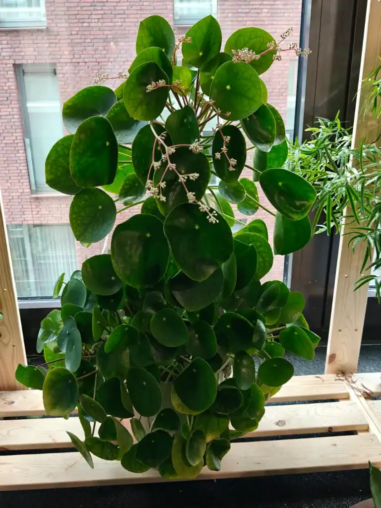 Pilea flowering 6