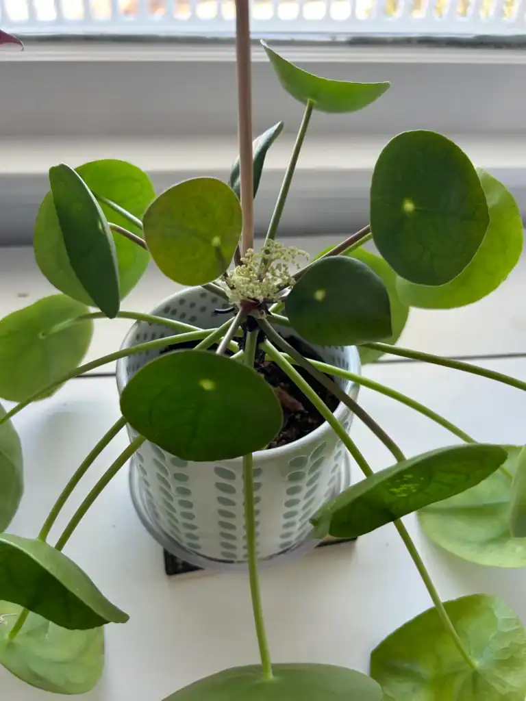 Pilea flowering