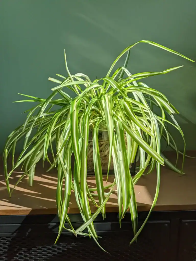 Spider plant grow in water 2