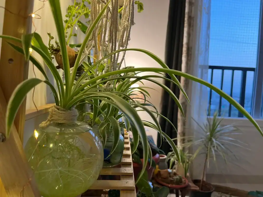 Spider plant grow in water 3