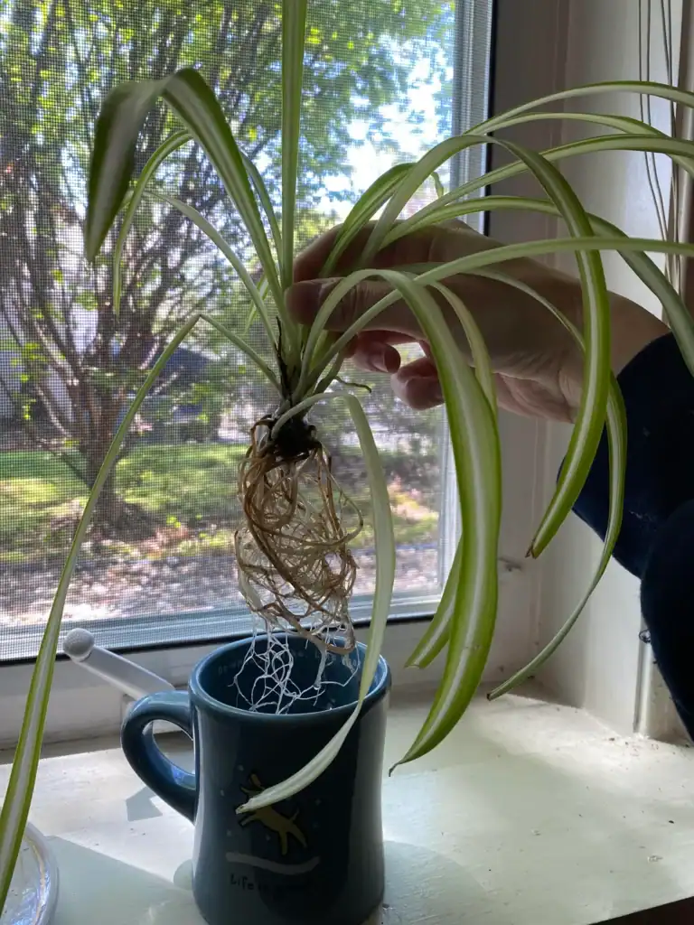 Spider plant grow in water 4