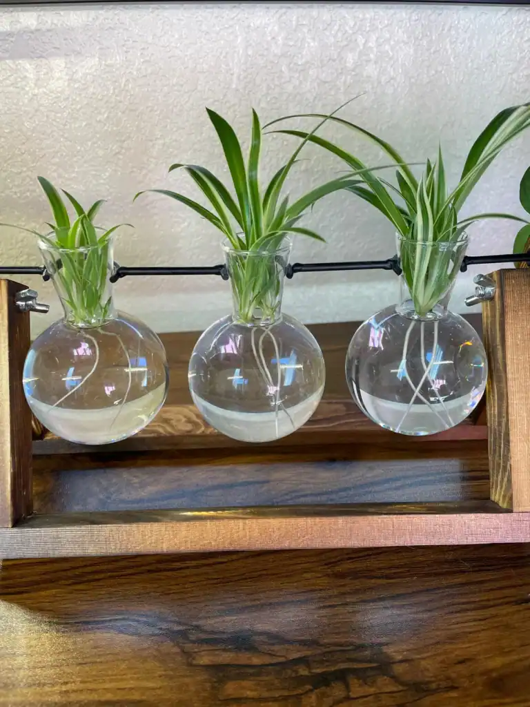 Spider plant grow in water 5