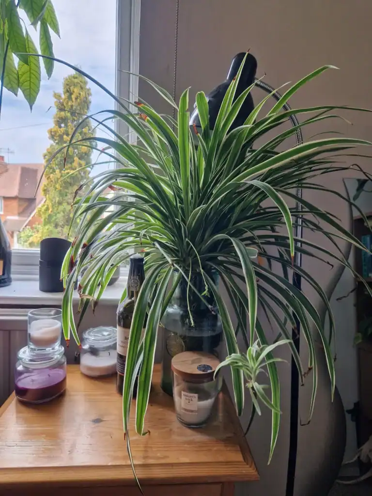 Spider plant grow in water