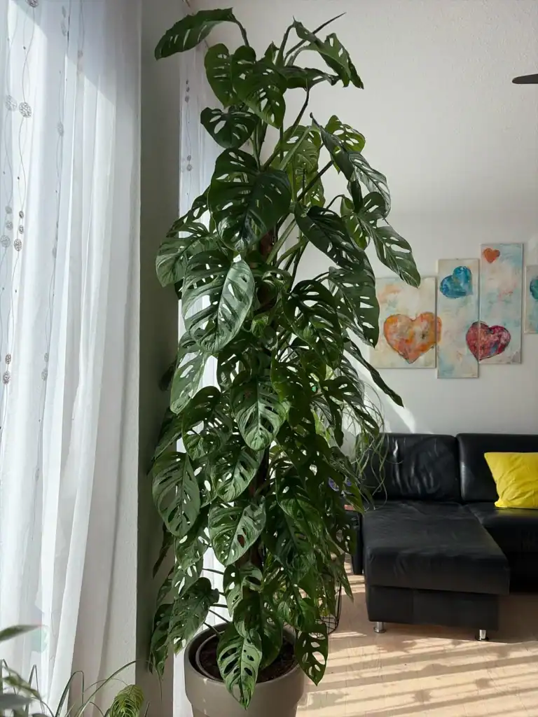 monstera adansonii 2