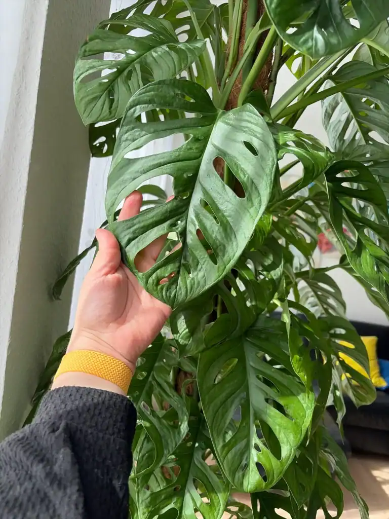 monstera adansonii 3