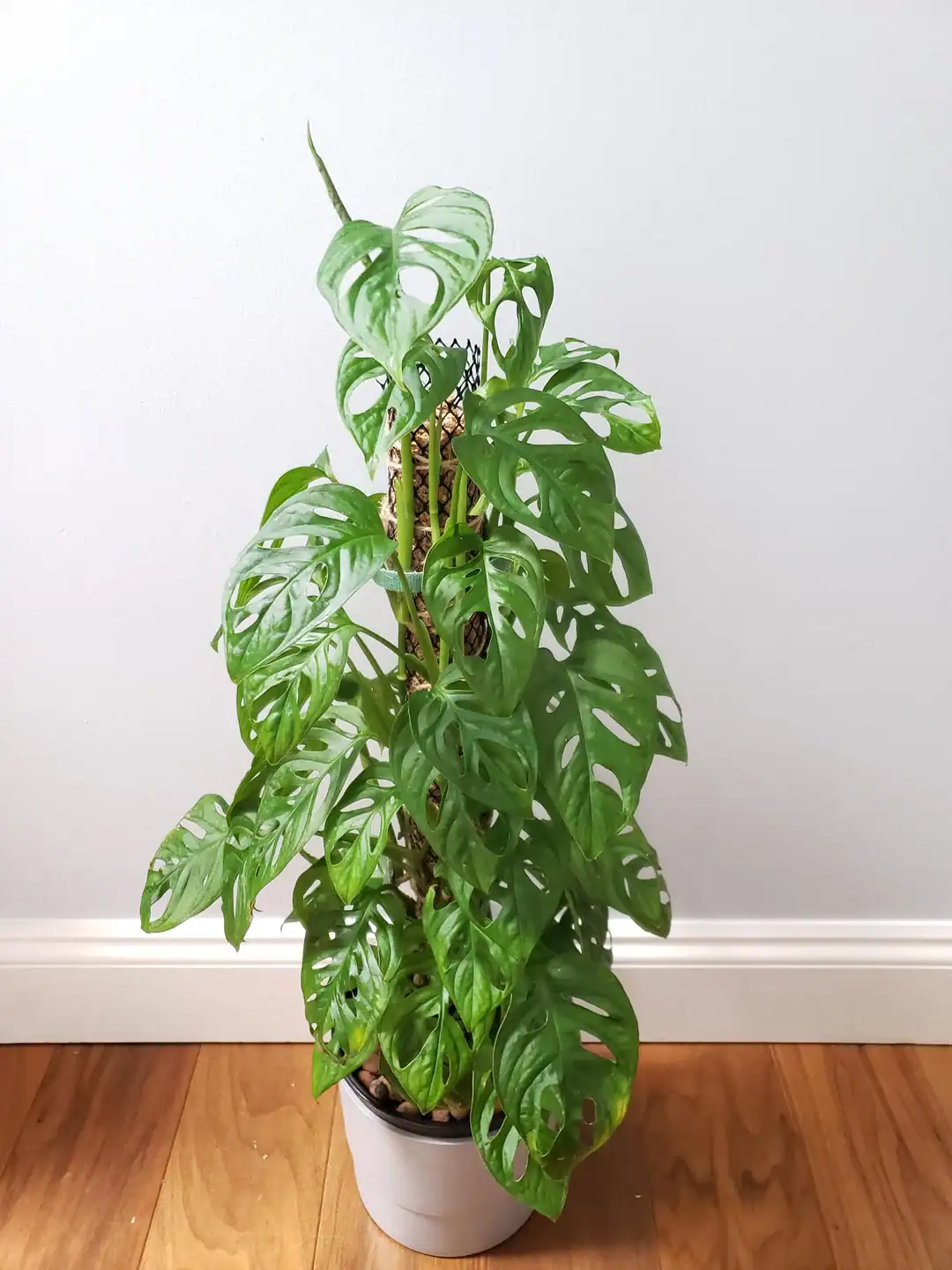 monstera planter pot Little Swiss Monstera – Costa Farms main image 0
